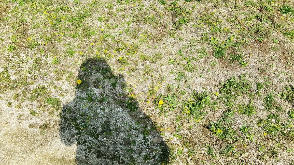 그림자,shadow,silhouette,들꽃,들풀,자연,reflection,wildflower,wildherb,nature