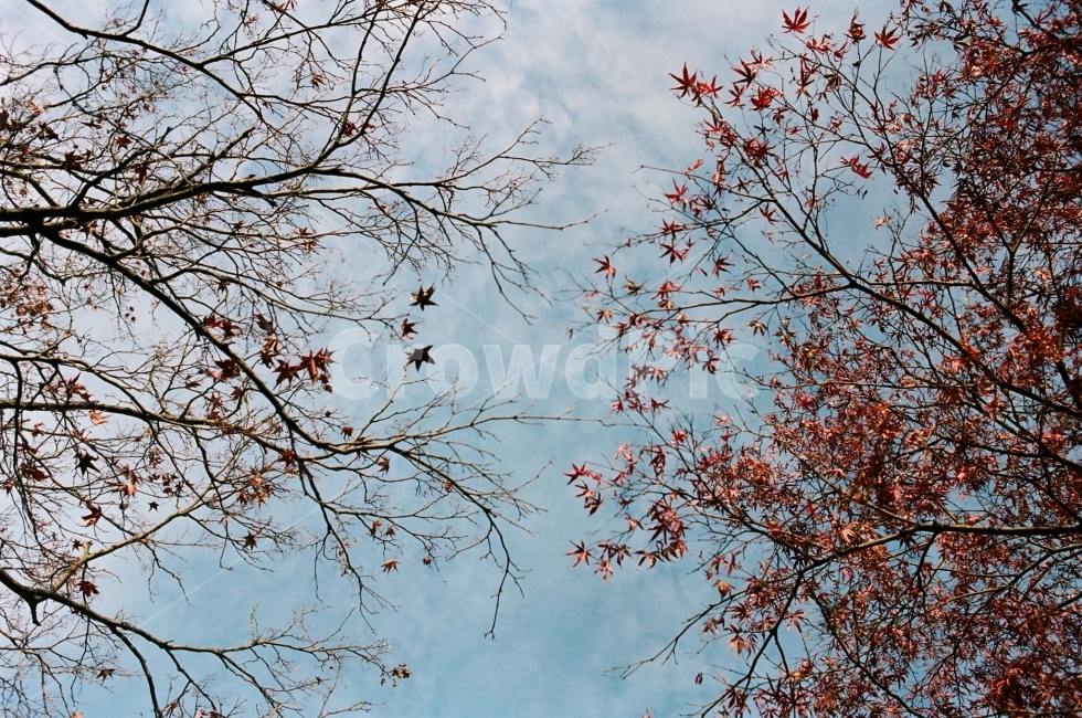 겨울,낙엽,가을,하늘,나무,감성사진,필름사진,가을,계절,fall,autumn,season,겨울,winter,자연,풍경,nature,landscape,식물,plants,나무,trees,wood