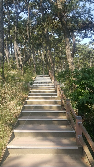 산책로,대왕암공원,공원,배경,풍경