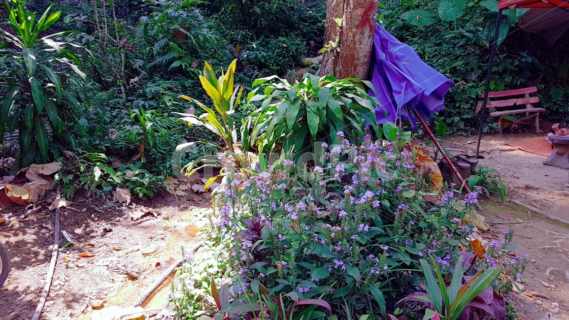 숲,보라색,꽃,제비꽃,등산,산,나무,풀,식물,자연,plants,nature,꽃,flower