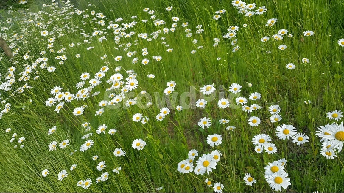 봄,꽃,들꽃,꽃밭,플라워,봄,계절,spring,season,식물,자연,plants,nature,꽃,flower,field,들,grassland,목초지,outdoors,옥외,plant