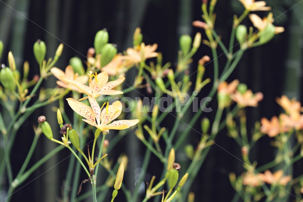 자연,꽃,풀,형형색색,감성,아웃포커싱,flower,nature,식물,자연,plants,nature,꽃,flower
