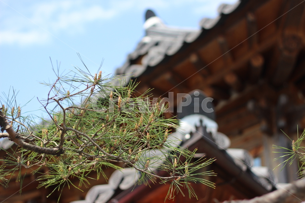 한옥,하늘,소나무,기와,전통한옥,전주,한옥마을,한국전통,한국문화,korean traditional,korean culture,식물,자연,plants,nature,나무,trees,wood