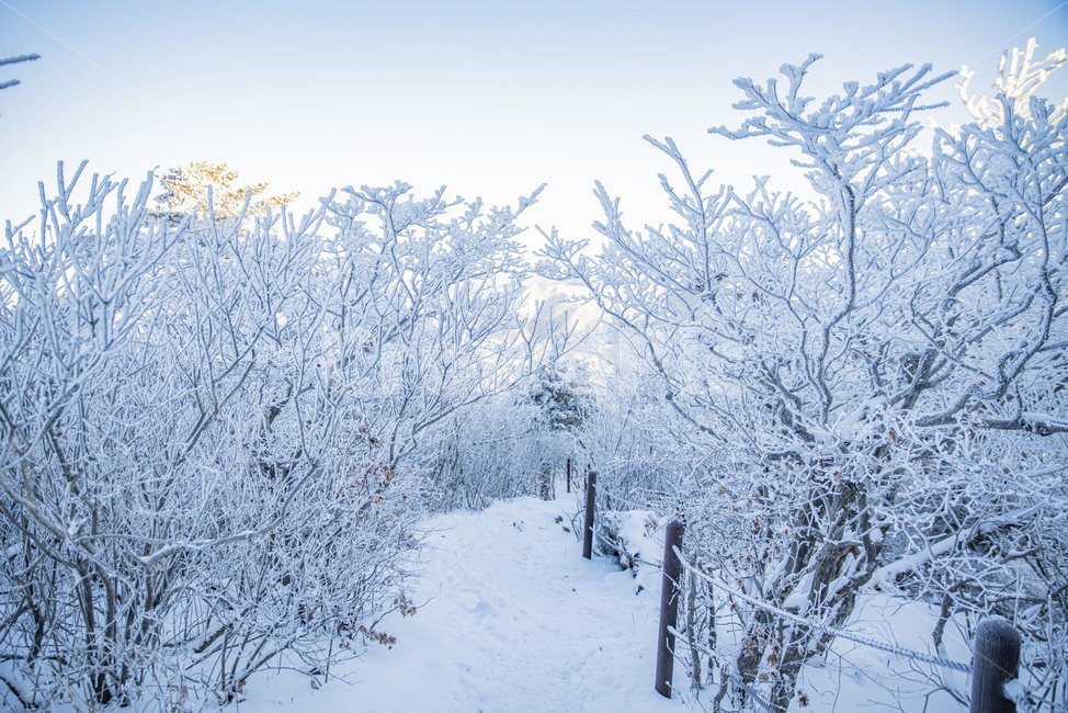 태백산,상고대,겨울,눈꽃,겨울풍경,풍경,산,겨울산,설산,겨울,계절,winter,season,자연,풍경,nature,landscape