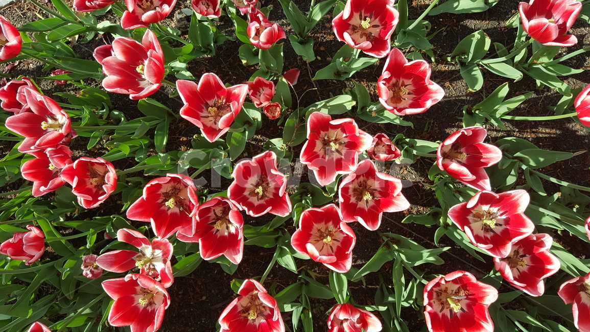 꽃,봄,본홍,식물,자연,spring,season,plants,nature,flower,feeling,sensible,색상,색감,아름다운,빨강,녹색,feelingofcolor,colorsense