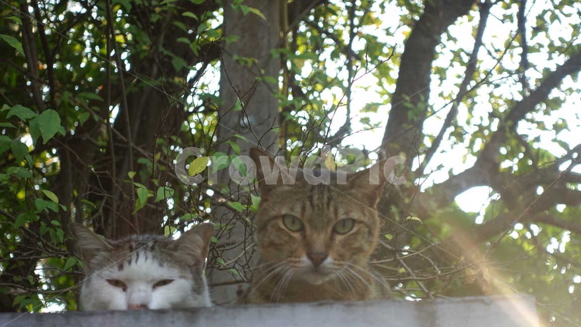 숲,nature,green,자연,outdoors,옥외,animal,pet,cat,고양이