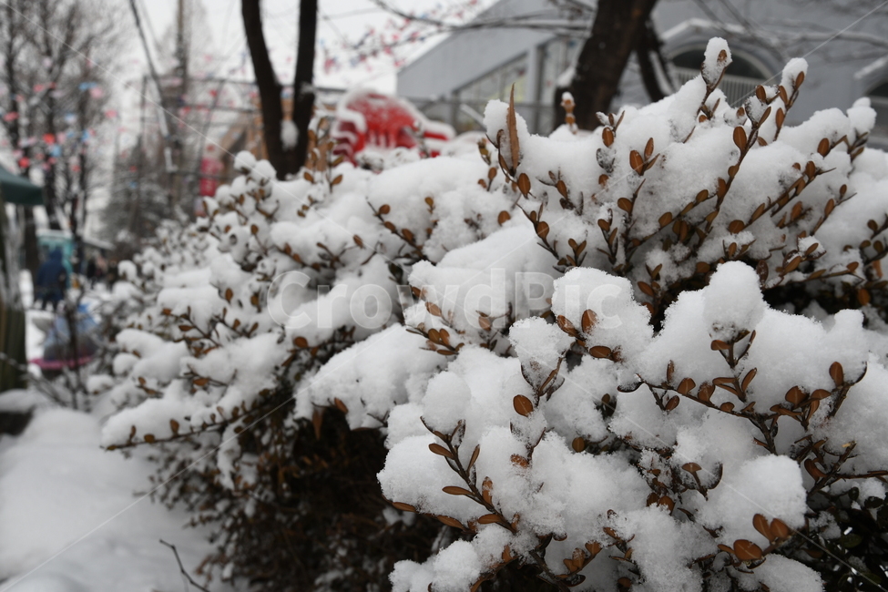 겨울,눈,펑,펑펑,함박눈,추위,겨울,계절,winter,season