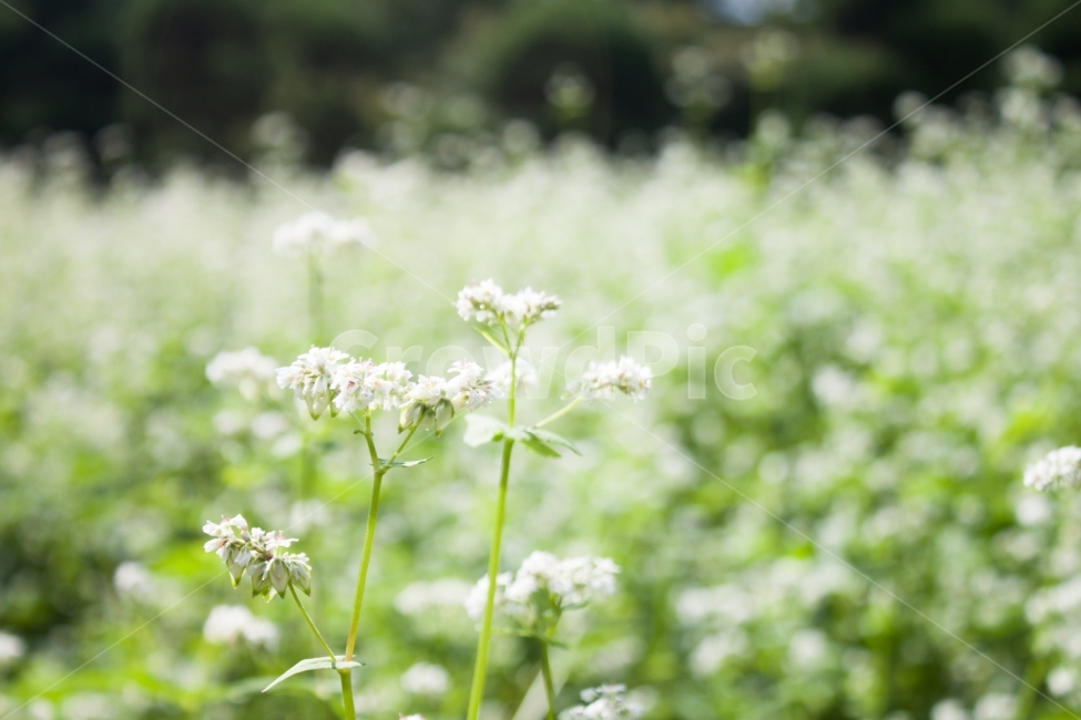 메밀,메밀꽃,메밀밭,꽃밭,꽃,flower,buckwheatflower,식물,자연,plants,nature,꽃,flower,감성,sensible,feeling