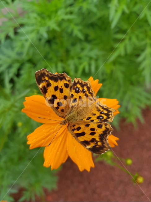 나비,네발나비,남방씨알붐나비,fourfootedbutterfly,butterfly,동물,animal,곤충,벌레,insect,bug