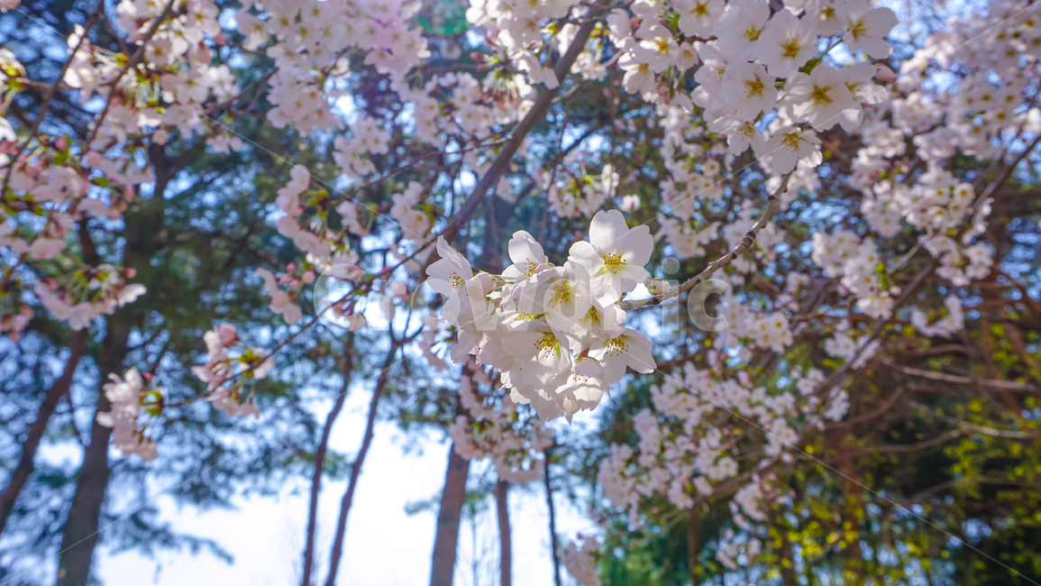 cheryblossom,blossom,plant,식물,벚꽃,꽃