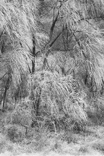 nature,자연,outdoors,옥외,tree,나무,한강고수부지,적외선,적외선카메라,적외선사진,infrared,적외선필터,흑백,흑백사진,흑백,모노톤,monochrome,black and white