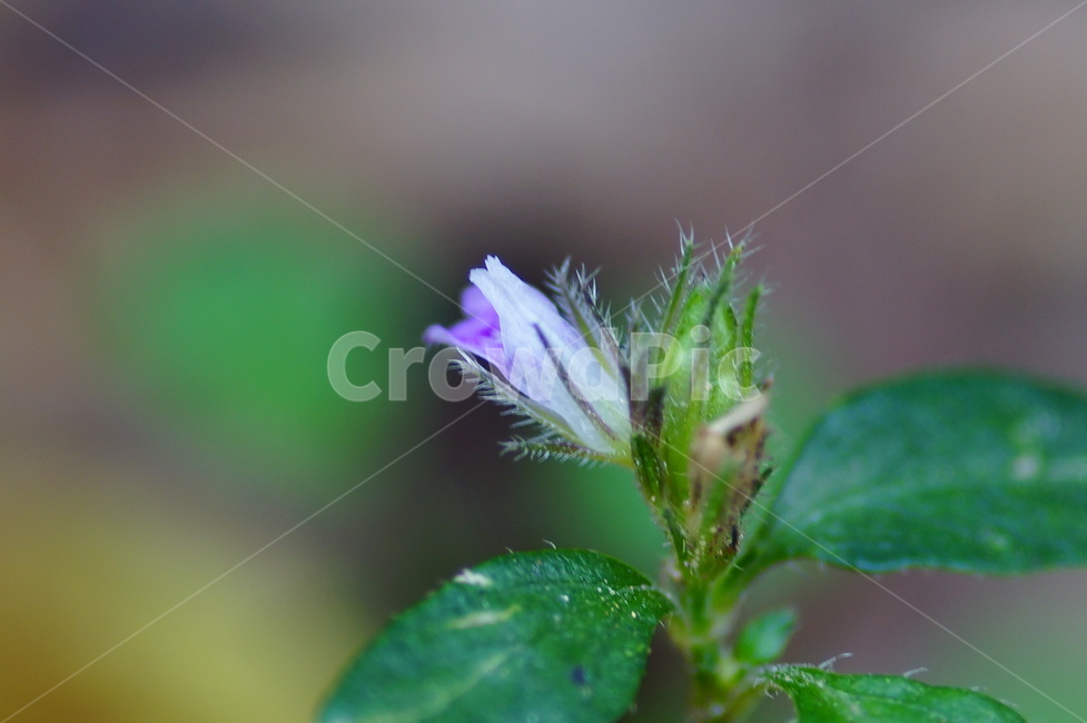 식물,감성,꽃,녹색,자연,계절,식물,자연,plants,nature,꽃,flower