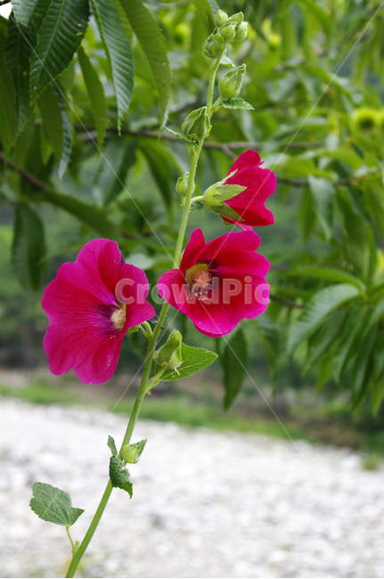꽃,flower,식물,plant,접시꽃,식물,자연,plants,nature,꽃,flower