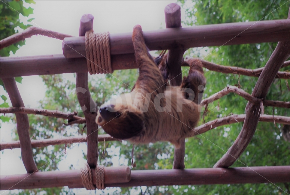 동물,나무늘보,animal,느림보,자연,동물원,zoo,slowing,nature,동물,animal,포유류,mammal