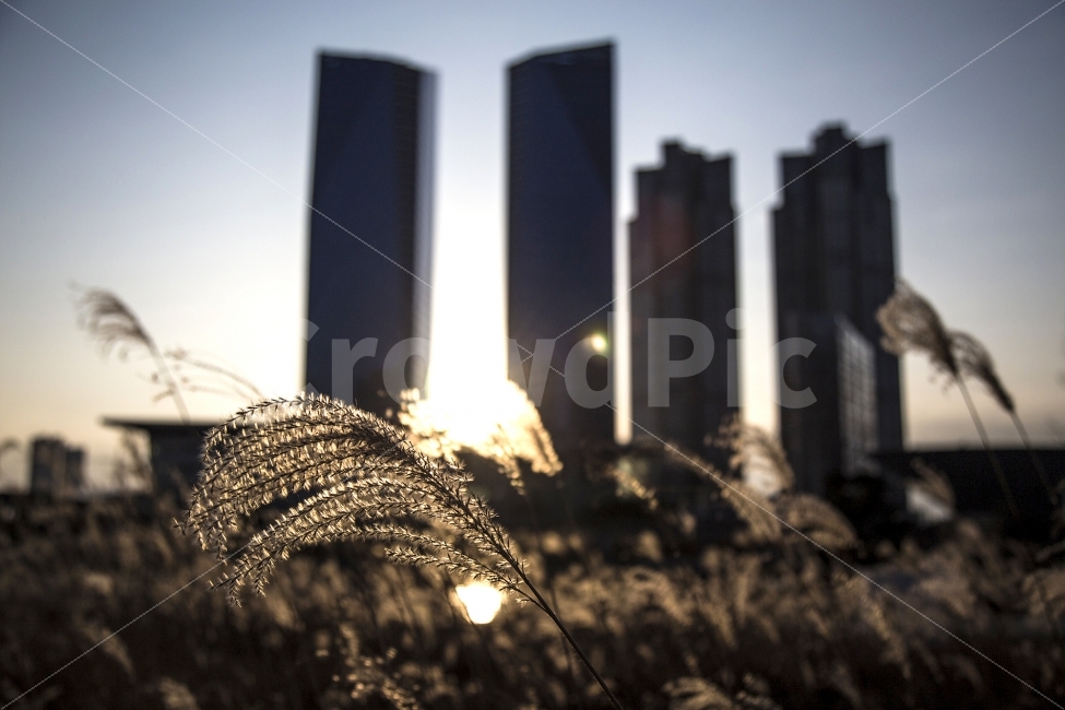 햇살,갈대,가을햇살,늦은오후,가을바람,가을,계절,fall,autumn,season,도시,풍경,city,landscape,식물,자연,plants,nature,감성,sensible,feeling,water,물