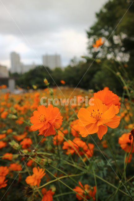 plant,식물,코스모스,황화코스모스,가을,꽃,flower,식물,자연,plants,nature,꽃,flower