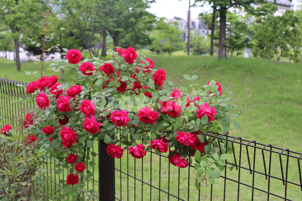 장미,장미한가득,장미꽃,꽃,자연,식물,풀,장미덩쿨,장미밭,식물,자연,plants,nature,꽃,flower
