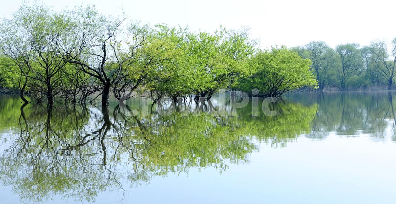 nature,옥외,water,물,자연,outdoors,반영,나무,봄,싱그러움,새순,녹지,생태계,환경,친환경,저수지