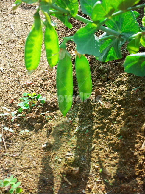 plant,식물,땅,콩,완두콩,흙,열매
