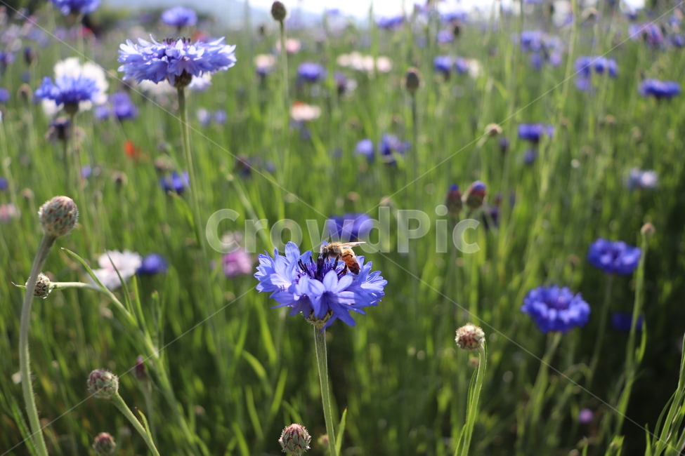 꽃,축제,봄꽃,봄날,배경,spring,태화강,울산태화강,태화강지방공원,울산꽃축제,flowers,festival,ulsan,nature,바탕,garden,예쁜,정원,벌,꿀벌,일벌,보라색,연보라