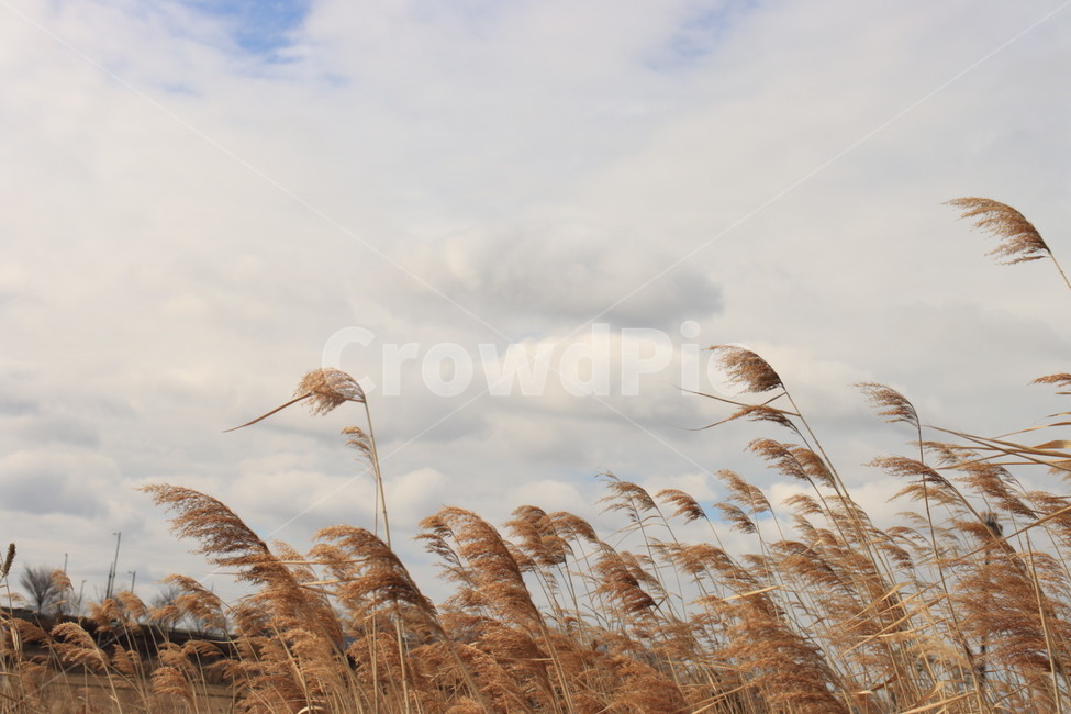 갈대,하늘,식물,구름,자연,가을,계절,fall,autumn,season