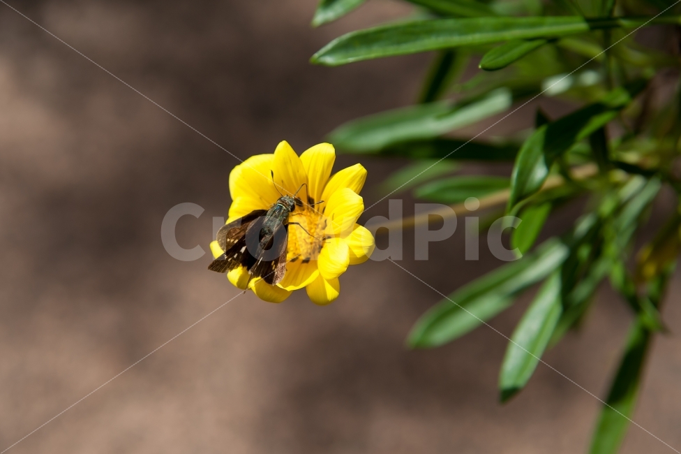 꽃,벌레,곤충,자연,제주도,식물,자연,plants,nature,동물,animal,곤충,벌레,insect,bug,꽃,flower