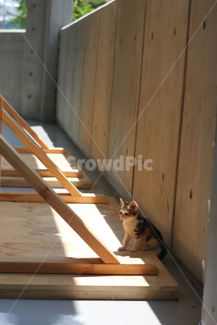 고양이,새끼고양이,아기고양이,길냥이,길고양이,kitten,animal,baby,cute,lonely,loneliness,one,한마리,유기묘,반려묘,pet,mammal,낮,외로움,동물,animal,포유류,mammal,고양이,cat,kitten,kitty