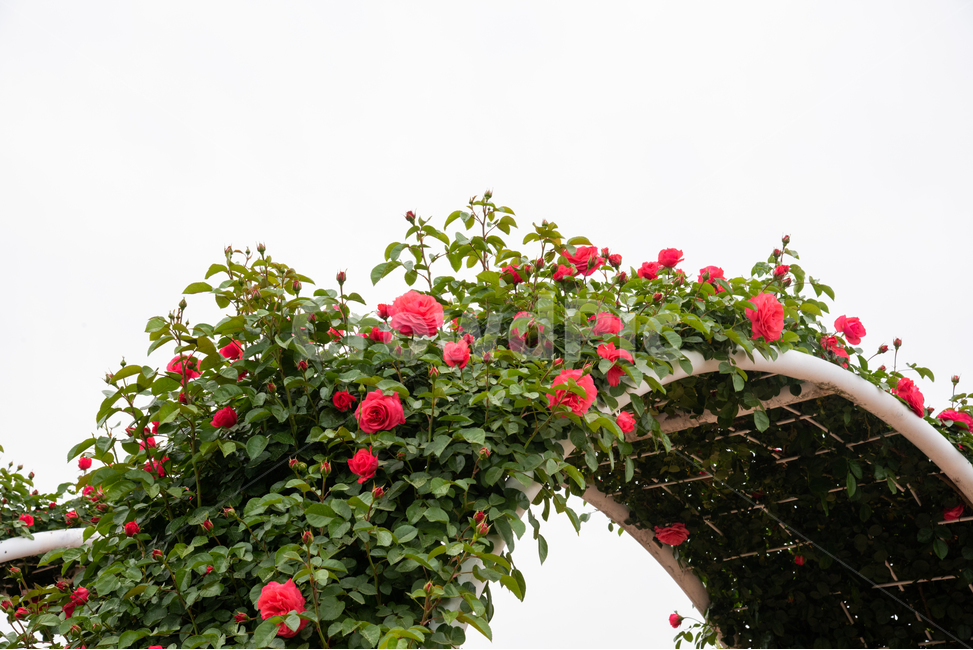 장미,아치,빨강,rose,장미터널