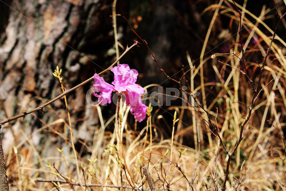 plant,blossom,flower,geranium,제라늄,꽃,봄,계절,식물