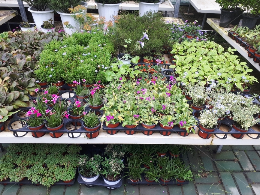 pottedplant,화분,모종,식물,plant,정원,garden,vase,pottery