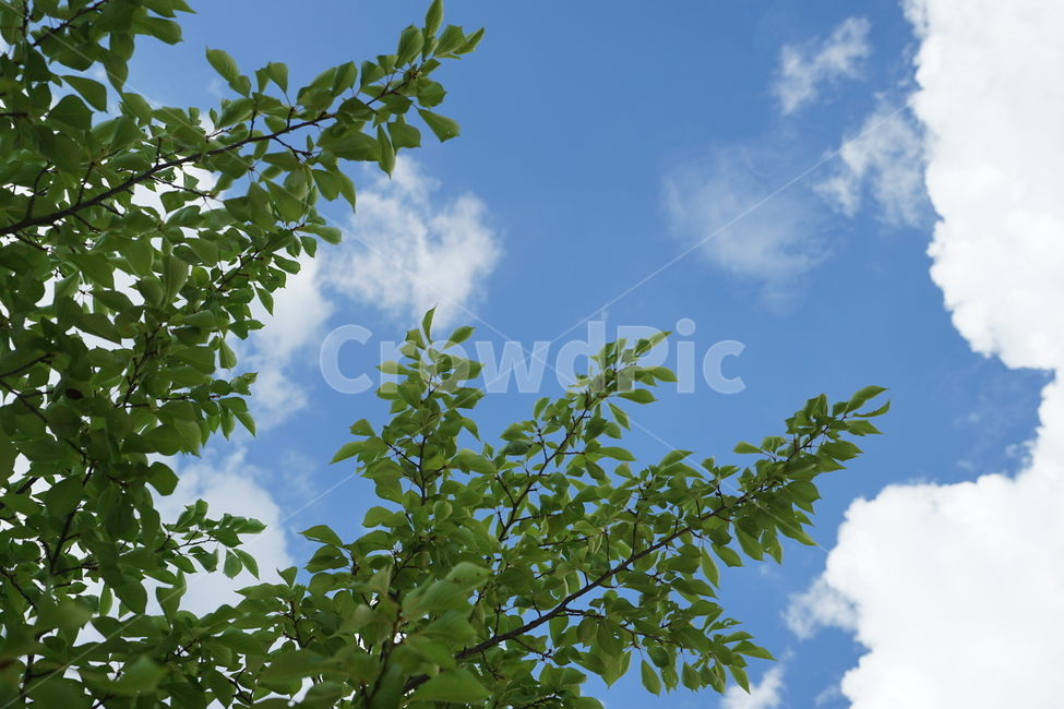 풍경,풍경사진,자연,하늘,구름,파랑,블루,파란색,푸른하늘,sky,경치,색감,컬러,하늘색,cloud,자연,풍경,nature,landscape,tree,나무,plant,식물