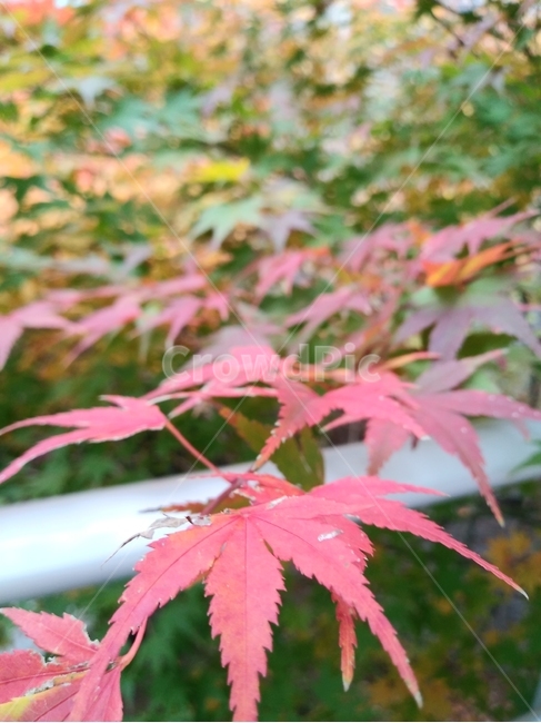 나무,잎,단풍,식물,plant,tree