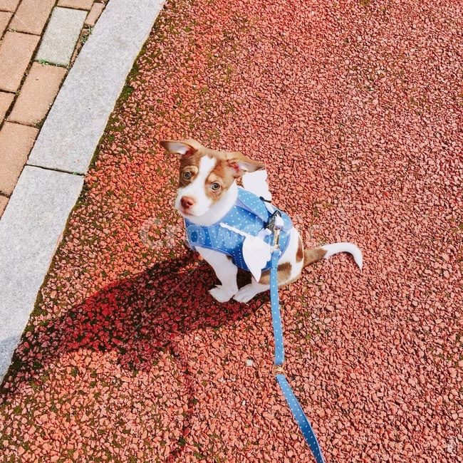 강아지,멍멍이,댕댕이,점박이,dog,pet,cute