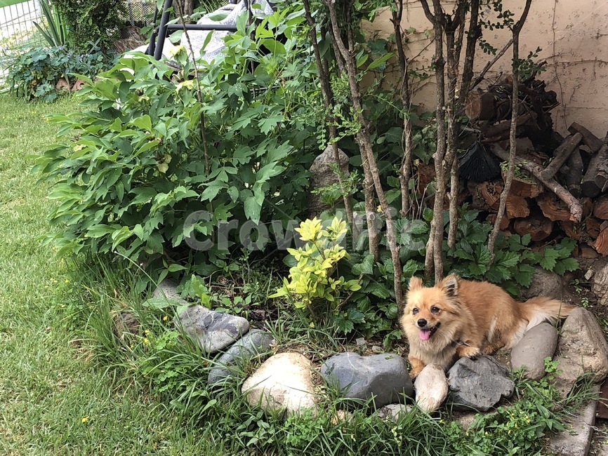 강아지,개,dog,귀여운,귀여움,귀엽