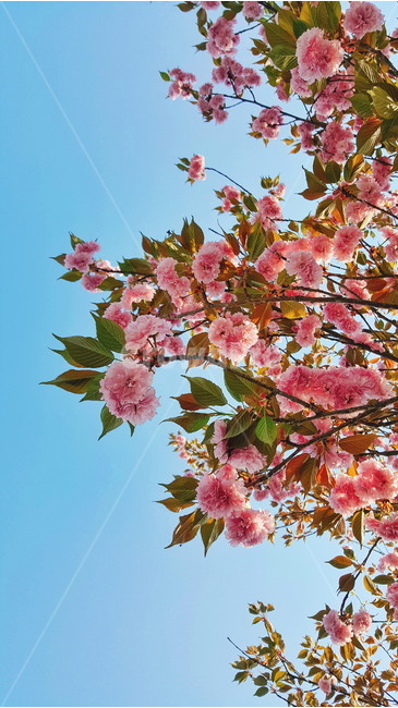 벚꽃,왕겹벚꽃,풍경사진,핸드폰배경,배경화면,봄꽂,flower,flowers,봄,계절,spring,season,식물,자연,plants,nature,꽃,flower,plant,leaf,잎
