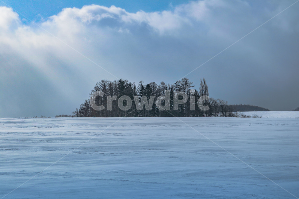 비에이,삿포로,겨울,계절,자연풍경,나무,첫눈,눈,감성,풍경,일본,자연,폭설,눈보라,훗카이도,biei,마일드세븐언덕,겨울,계절,winter,season,자연,풍경,nature,landscape