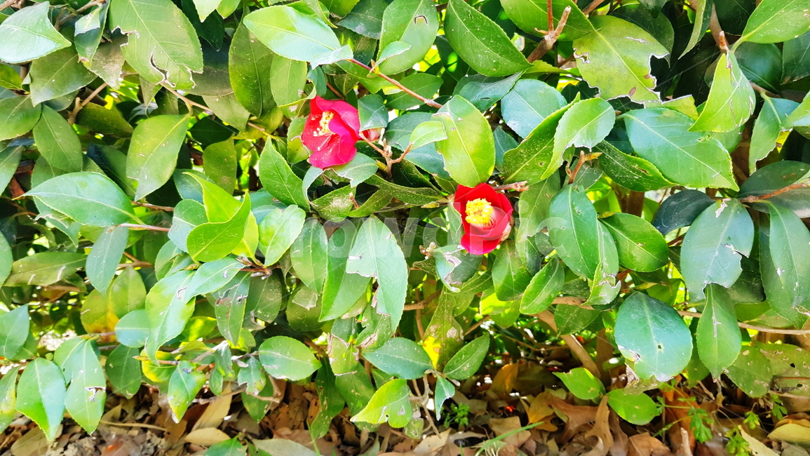 동백,동백꽃,동백나무,동백꽃봉우리,꽃봉오리,식물,자연,plants,nature,꽃,flower