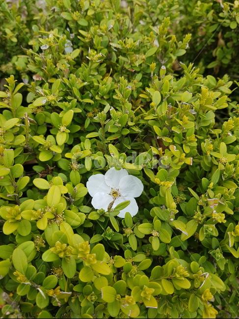 꽃,벚꽃,나무,봄,하늘,봄,계절,spring,season,식물,자연,plants,nature,꽃,flower,geranium,제라늄,blossom,plant