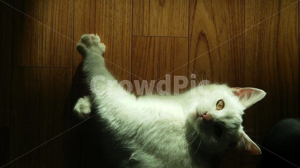 동물,고양이,포유류,animal,cat