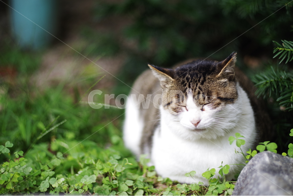 고양이,길고양이,길냥이,동물,애완동물,생명,자연,야생동물,cute,lovely,adorable,pet,animal,street,streetcat,natural,nature,stray,straycat,wild,wildlife,wildcat,동물,animal,포유류,mammal,고양이,cat,kitten,kitty