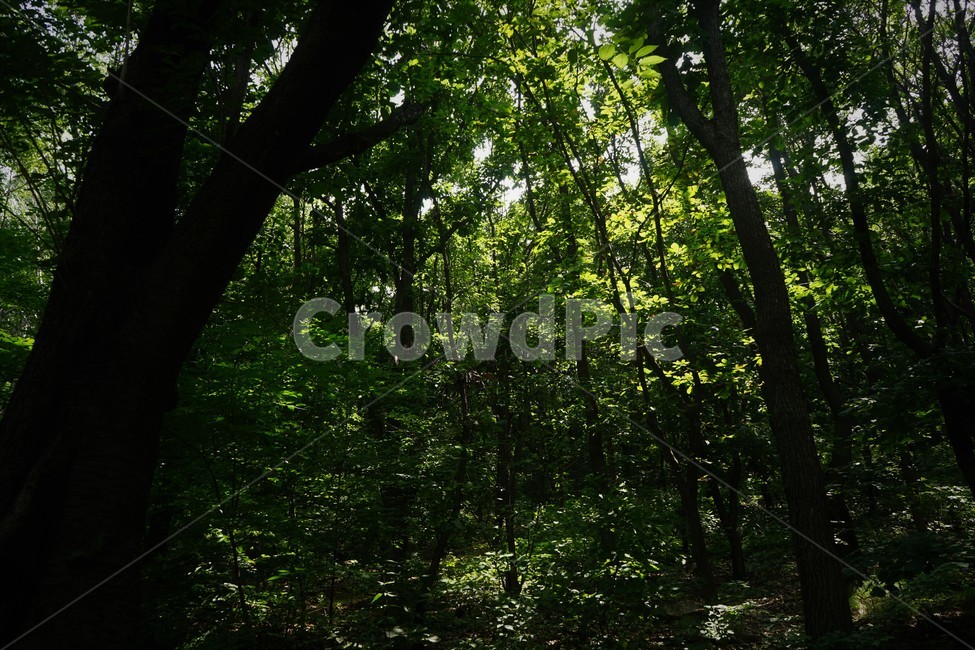 나무,숲,그늘,신록,자연,tree,forest,shadow,green,nature,힐링,휴식,시원함,고요함,healing,relaxation,cool,calm,forestbathing,freshness,자연,풍경,nature,landscape,식물,plants,나무,trees,wood,휴식,힐링,rest,relaxation,healing,plant