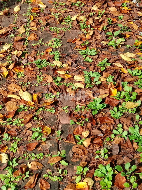 낙엽,나뭇잎,litter,단풍,자연,가을,감성,가을,계절,fall,autumn,season,ground,바닥,plant,식물,leaf,잎