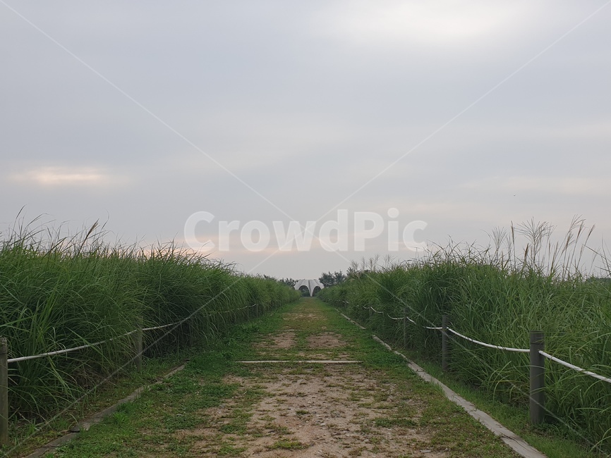 road,도로,배경,길,풀,식물,자연,plants,nature