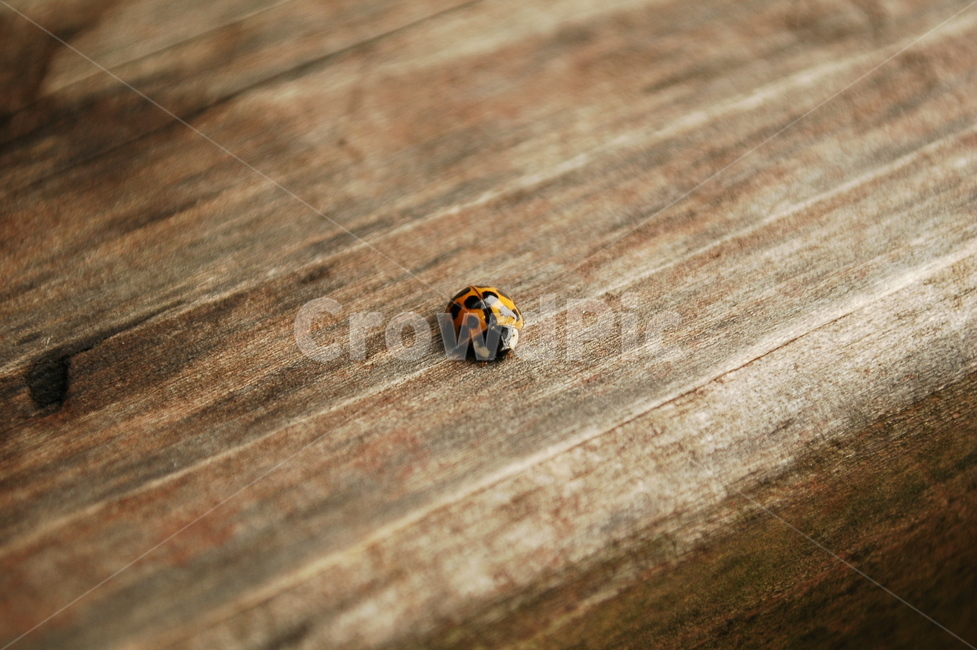 무당벌레,곤충,가을,나무,자연,동물,animal,곤충,벌레,insect,bug