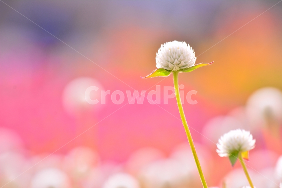 감성,접사,마크로,꽃,천일홍,가을꽃,아름다움,sns,ebook,가을이미지,빨강,분홍,흰색,flowers,plants,red,colorful,칼라풀,색상,가을,autumn,fall,garden,공원,배경,백그라운드,바탕화면,꽃밭,명소,가볼만한곳,관광,산책,구경,tour,나리공원,뷰티풀,beautiful,feeling,emotion,필,분위기,느낌,park,야외,수많은,식물,풍경,자연,아름다운,꽃잔치,꽃물결,주말나들이,가든,천만송이,몽환적,식물,자연,plants,nature,꽃,flower,감성,sensible,feeling,색깔,색상,색채,색감,color sense,color sensitivity,feeling of color