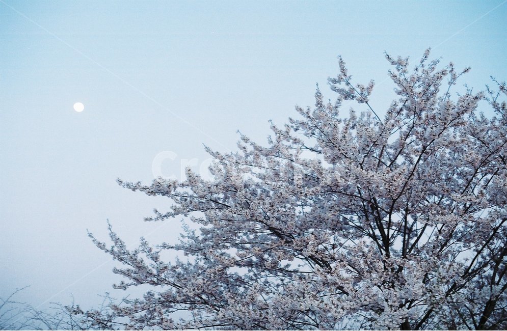 봄,필름사진,벚꽃나무,벚나무,달,봄,계절,spring,season,식물,자연,plants,nature,꽃,flower,plant,tree,나무