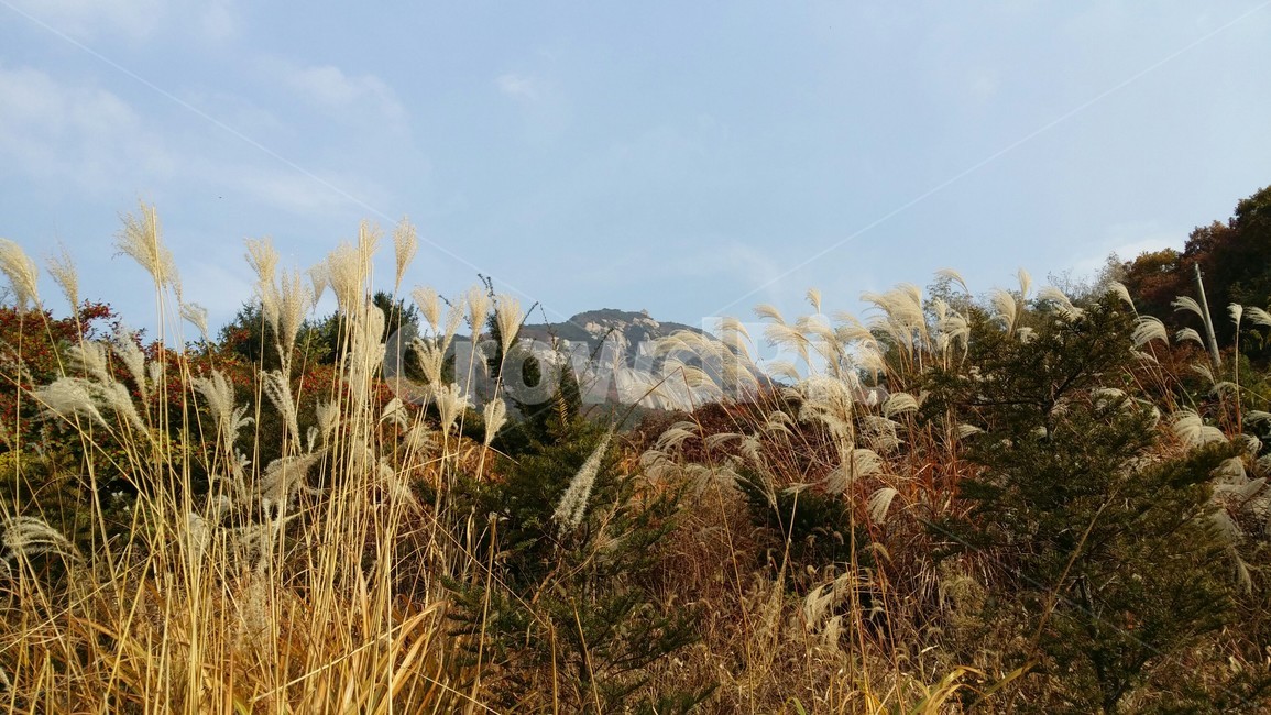 가을,억새,북한산,백운대,grass,plant,식물,lawn,잔디,reed,갈대,가을,계절,fall,autumn,season,자연,풍경,nature,landscape,식물,plants