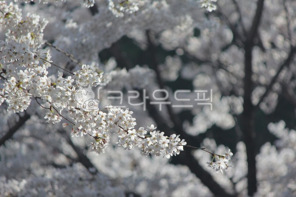 벚꽃,봄,하양,꽃,따스함,벚나무,나들이,봄철,flower,cherryblossom,spring,white