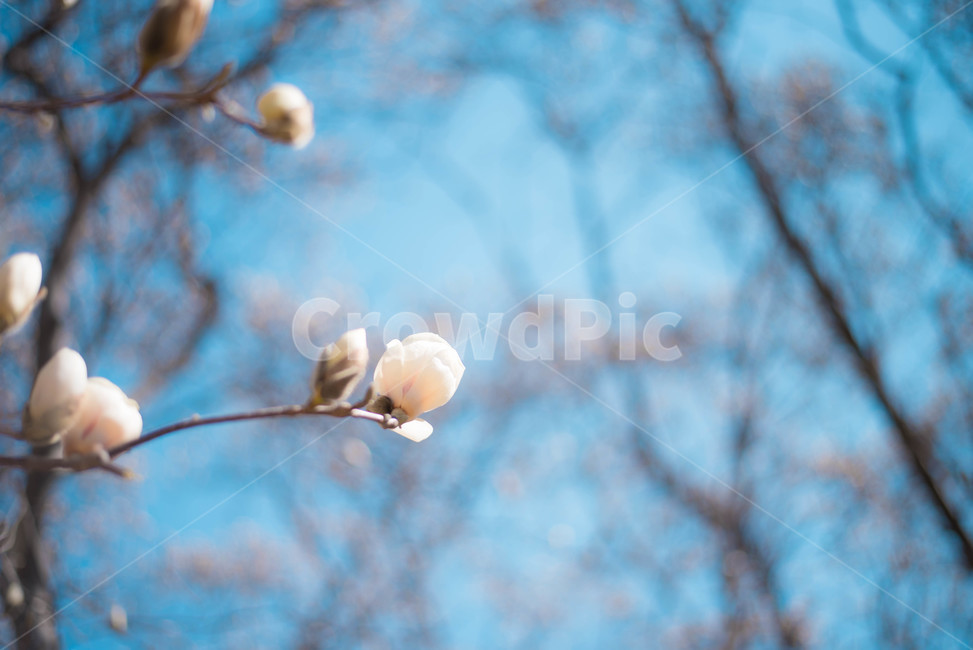 목련,목련나무,봄꽃,식물,나무,봄,계절,spring,season,식물,자연,plants,nature,꽃,flower,plant