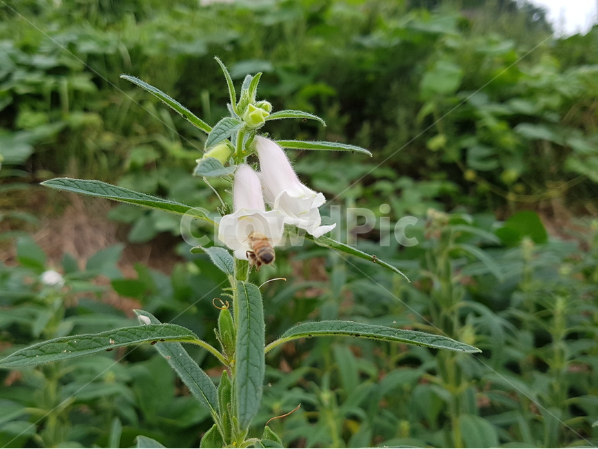 참깨,여름꽃,식물,꿀벌,곤충,밭작물,식용작물,식물,자연,plants,nature,꽃,flower,동물,animal,곤충,벌레,insect,bug